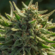Cheetah Fat Fast - ATLAS SEEDS | TanieSianie.pl