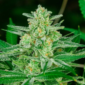 Blue Dream Fast - ATLAS SEEDS | TanieSianie.pl