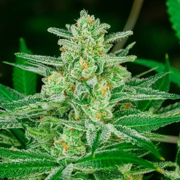 Blue Dream Fast - ATLAS SEEDS | TanieSianie.pl