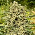 Blue Dream Auto - ATLAS SEEDS