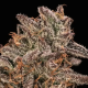 Banana Cream Sundae - ATLAS SEEDS | TanieSianie.pl