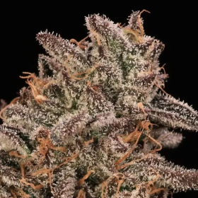 Banana Cream Sundae - ATLAS SEEDS | TanieSianie.pl