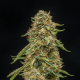Turtle Taffy Auto - ATLAS SEEDS | TanieSianie.pl