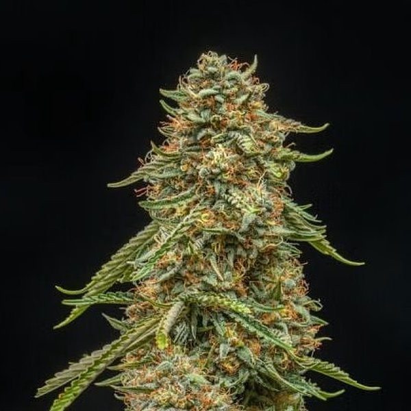 Turtle Taffy Auto - ATLAS SEEDS | TanieSianie.pl