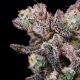 Iced Sangria - ATLAS SEEDS | TanieSianie.pl
