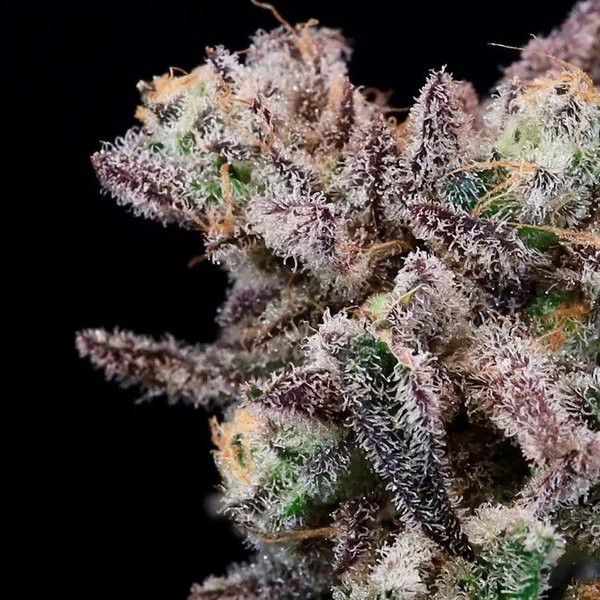 Iced Sangria - ATLAS SEEDS | TanieSianie.pl