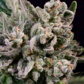Peanut Butter Breath Fast - ATLAS SEEDS | TanieSianie.pl