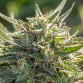 Mythic Cheetah Fast - ATLAS SEEDS | TanieSianie.pl