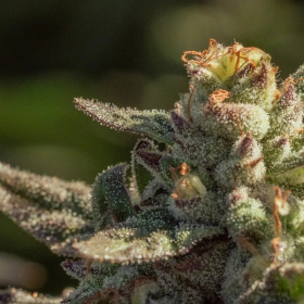 Fuegisima Fast - ATLAS SEEDS | TanieSianie.pl