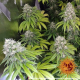 LSD - BARNEY’S FARM | TanieSianie.pl