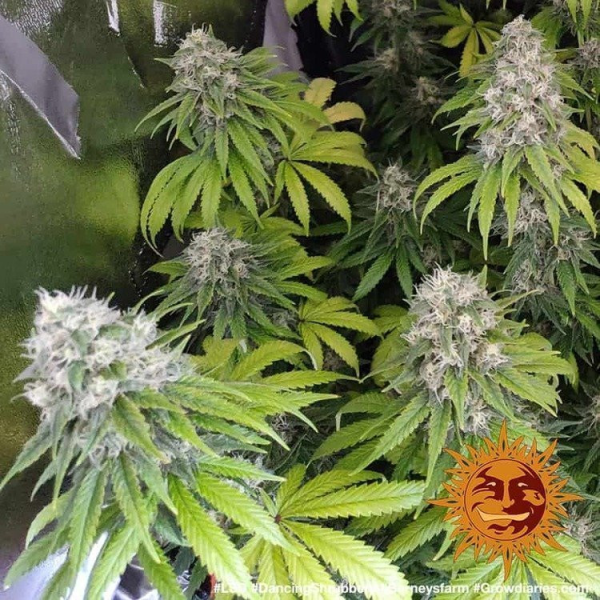 LSD - BARNEY’S FARM | TanieSianie.pl