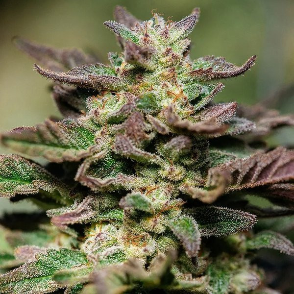 Dosidos Fast - ATLAS SEEDS | TanieSianie.pl