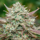Face Fat Auto - ATLAS SEEDS | TanieSianie.pl