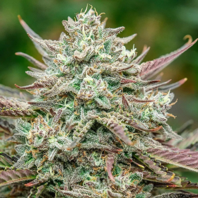 Face Fat Auto - ATLAS SEEDS | TanieSianie.pl