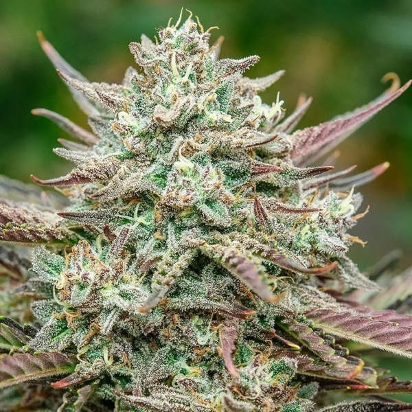 Face Fat Auto - ATLAS SEEDS | TanieSianie.pl