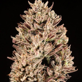 GMO Auto - ATLAS SEEDS | TanieSianie.pl