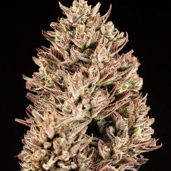 GMO Auto - ATLAS SEEDS | TanieSianie.pl