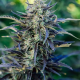 Fog Dog Auto - ATLAS SEEDS | TanieSianie.pl