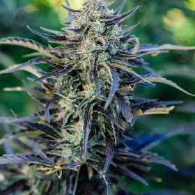 Fog Dog Auto - ATLAS SEEDS | TanieSianie.pl