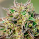 TriCross Auto - ATLAS SEEDS | TanieSianie.pl