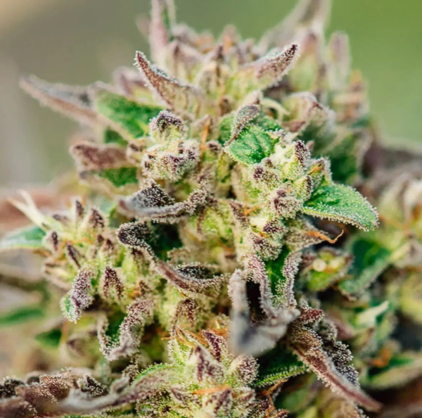 TriCross Auto - ATLAS SEEDS | TanieSianie.pl