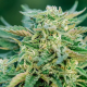 Grease Gun Auto - ATLAS SEEDS | TanieSianie.pl