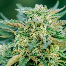 Grease Gun Auto - ATLAS SEEDS | TanieSianie.pl