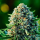 Gummibears Auto - ATLAS SEEDS | TanieSianie.pl