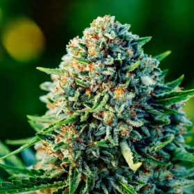 Gummibears Auto - ATLAS SEEDS | TanieSianie.pl