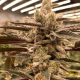 Cryptocane - INHOUSE GENETICS | TanieSianie.pl