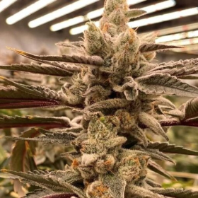 Cryptocane - INHOUSE GENETICS | TanieSianie.pl