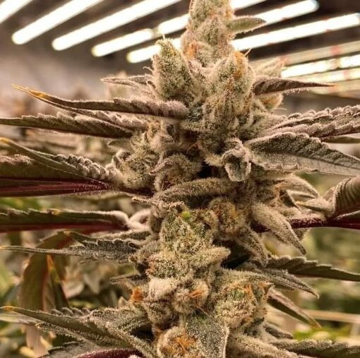 Cryptocane - INHOUSE GENETICS | TanieSianie.pl
