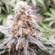 Black Cherry Flambe - INHOUSE GENETICS | TanieSianie.pl