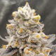 Jelly Breath S1 - INHOUSE GENETICS | TanieSianie.pl