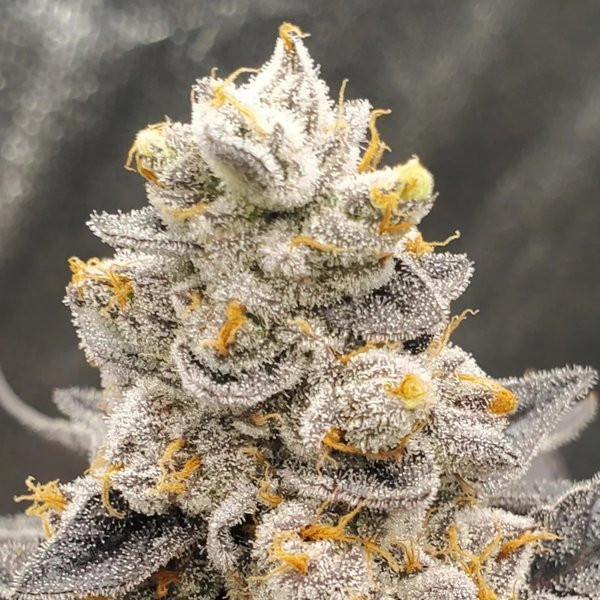 Jelly Breath S1 - INHOUSE GENETICS | TanieSianie.pl