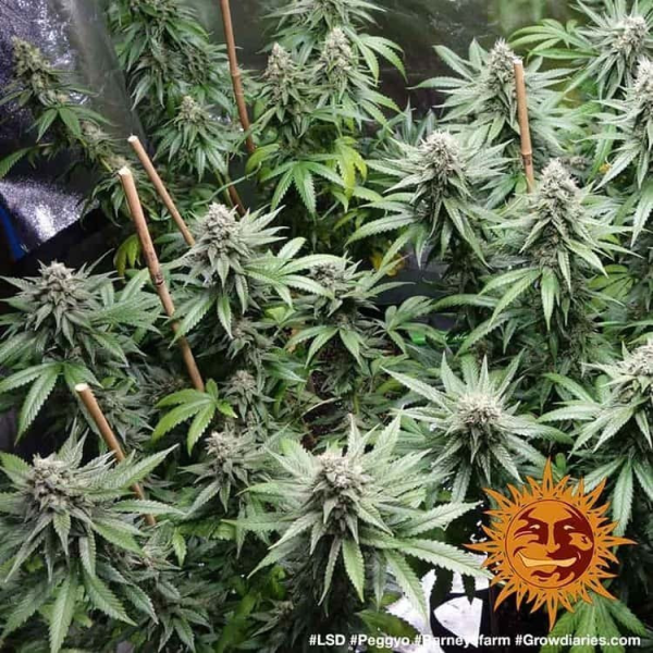 LSD - BARNEY’S FARM | TanieSianie.pl