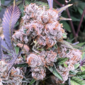 Permanent Velvet - INHOUSE GENETICS