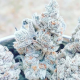 Triple Kush Breath - INHOUSE GENETICS | TanieSianie.pl