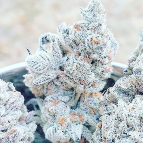 Triple Kush Breath - INHOUSE GENETICS | TanieSianie.pl
