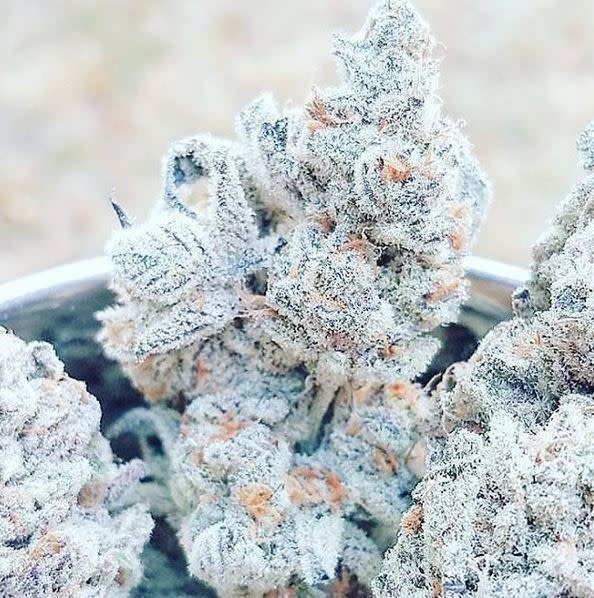 Triple Kush Breath - INHOUSE GENETICS | TanieSianie.pl