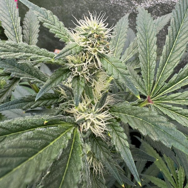 Velvet Smoothie - INHOUSE GENETICS | TanieSianie.pl