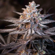 Terple - INHOUSE GENETICS | TanieSianie.pl
