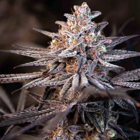 Terple - INHOUSE GENETICS | TanieSianie.pl