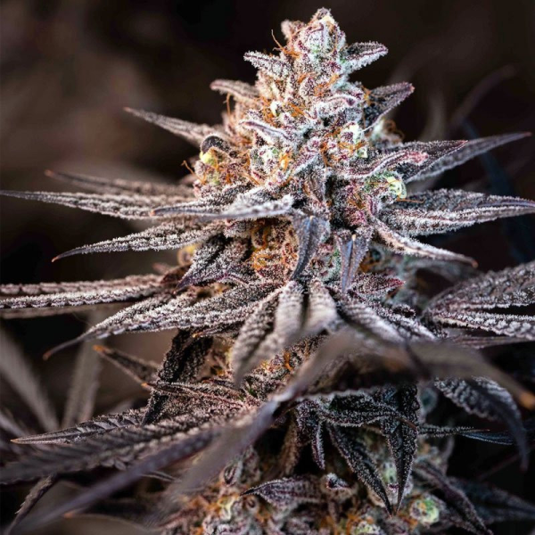 Terple - INHOUSE GENETICS | TanieSianie.pl