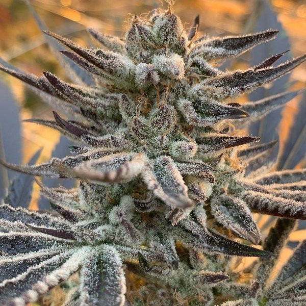 Terple - INHOUSE GENETICS | TanieSianie.pl