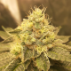 Slurricane - INHOUSE GENETICS | TanieSianie.pl