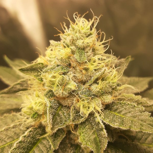 Slurricane - INHOUSE GENETICS | TanieSianie.pl