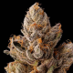 Permanent Kush - INHOUSE GENETICS | TanieSianie.pl