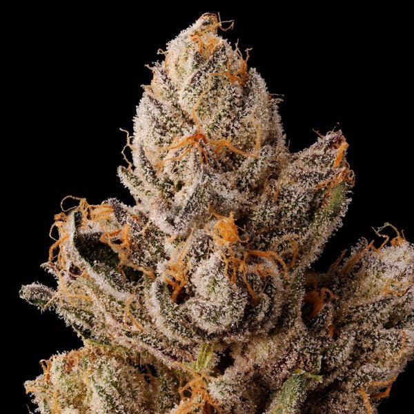 Permanent Kush - INHOUSE GENETICS | TanieSianie.pl