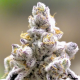 Sour Kush Breath - INHOUSE GENETICS | TanieSianie.pl